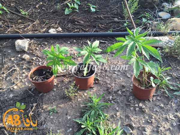 marikhwana taso yaffa (1).JPG